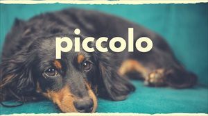 ピッコロはシニア犬専用ドッグフード【キャンペーン情報更新】