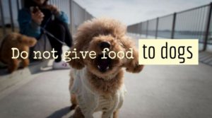 犬が食べてはいけない食べ物は？